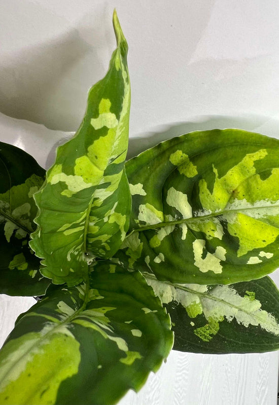 Aglaonema pictum &