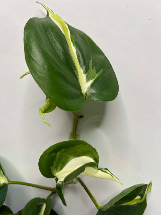 Philodendron &