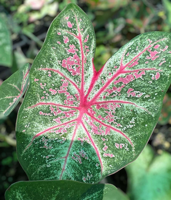 Caladium &