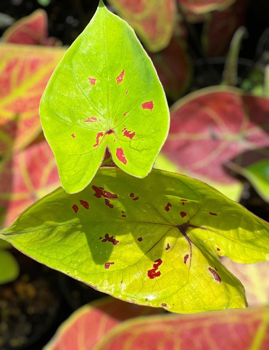 Caladium &