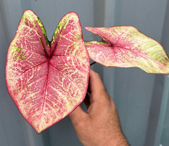 Caladium &