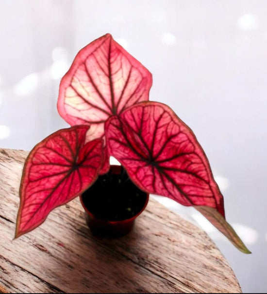Caladium &