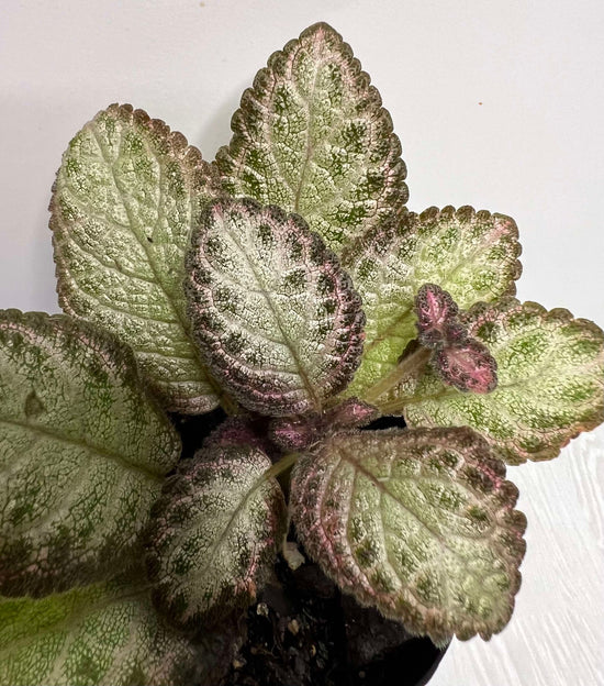 Episcia &