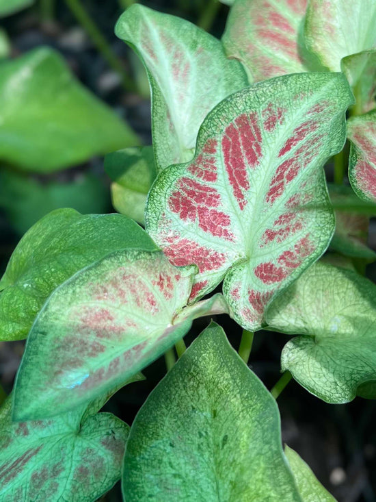 Caladium &