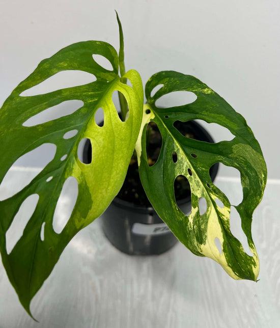 Monstera adansonii &