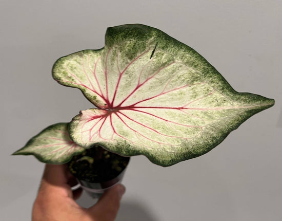 Caladium &