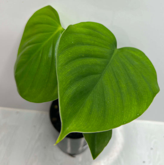 Philodendron &