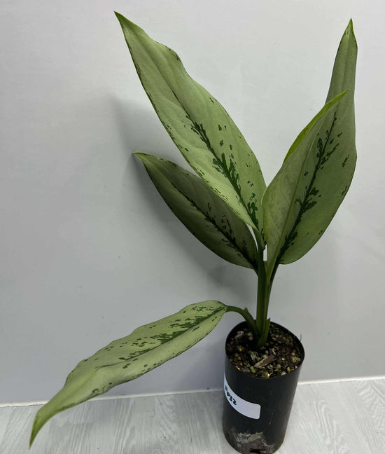 Aglaonema &