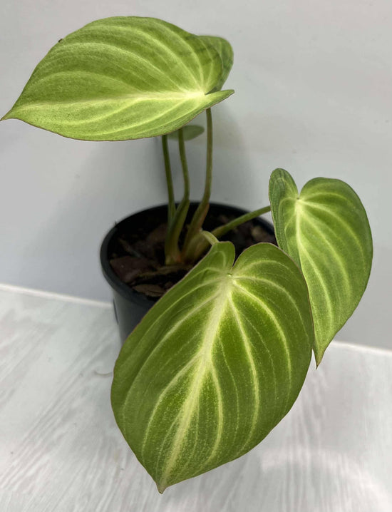 Philodendron gloriosum &