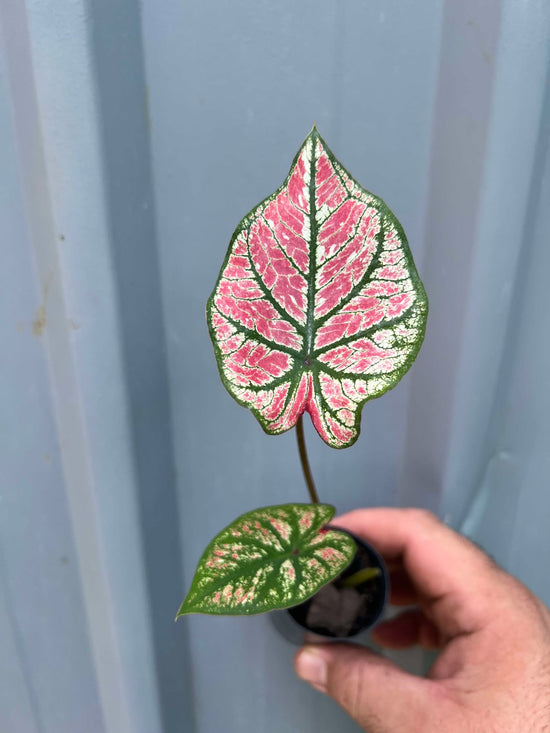 Caladium &