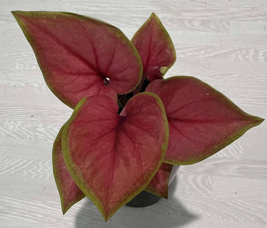 Caladium &