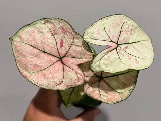 Caladium &