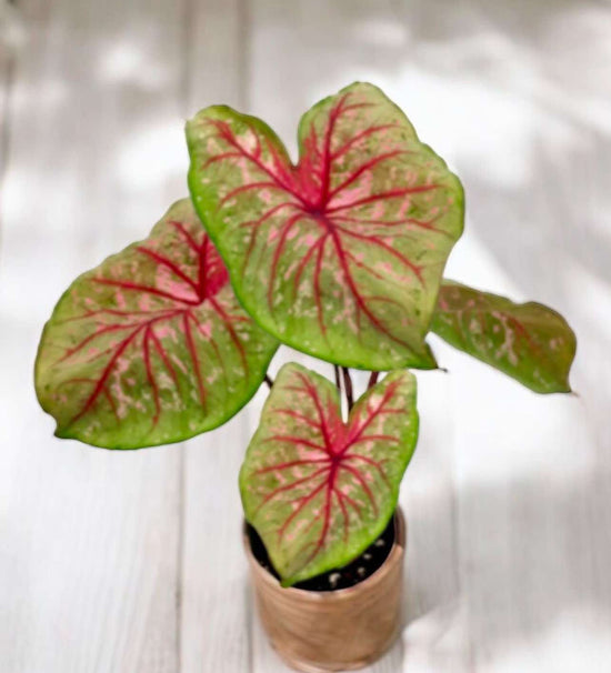 Caladium &