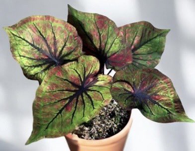 Caladium &