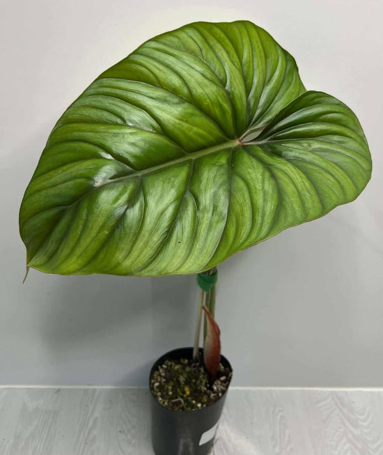 Philodendron &