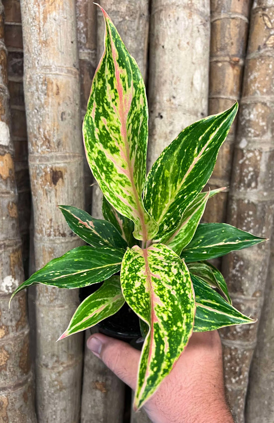 Aglaonema &