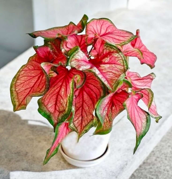 Caladium &