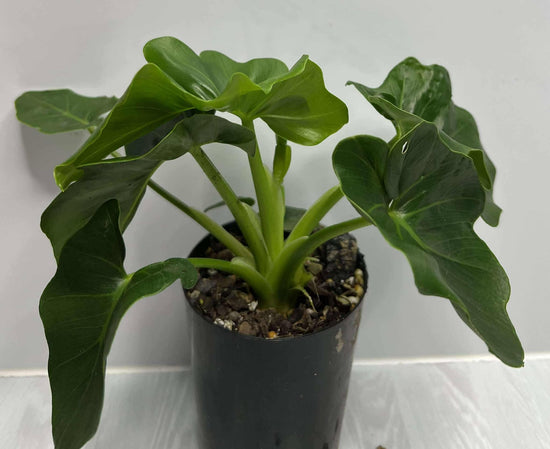 Philodendron &