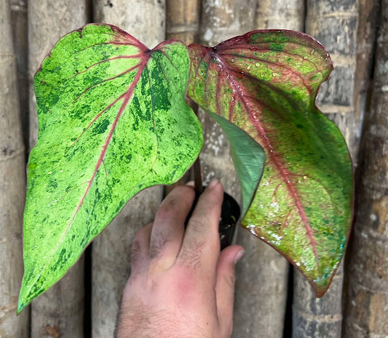 Unusual Caladium &