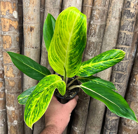 Aglaonema &