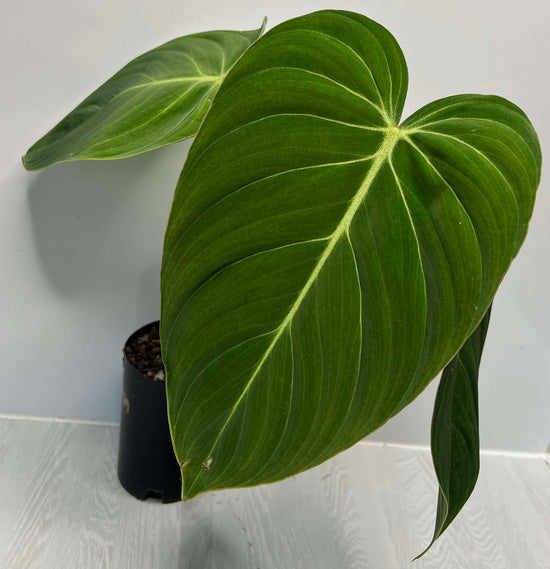 Philodendron &