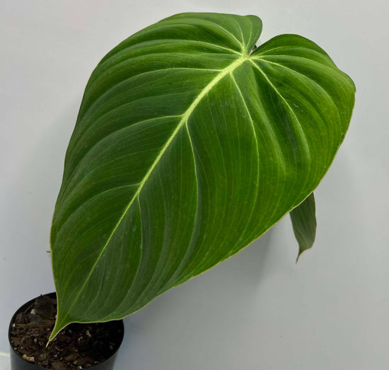 Philodendron &