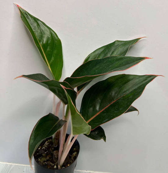 Aglaonema &