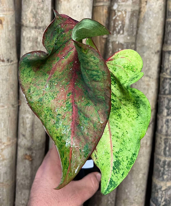 Unusual Caladium &