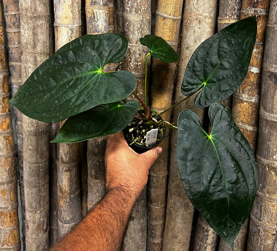 Anthurium &