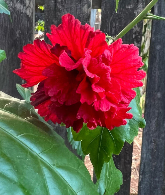 Hibiscus &