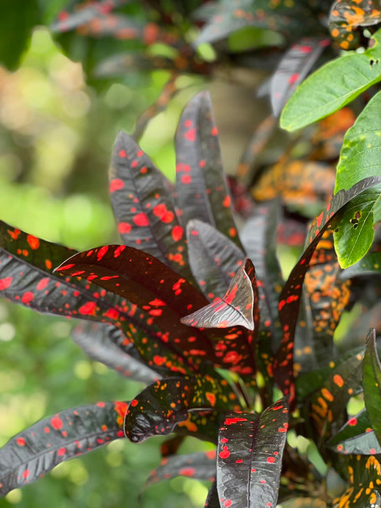 Croton &