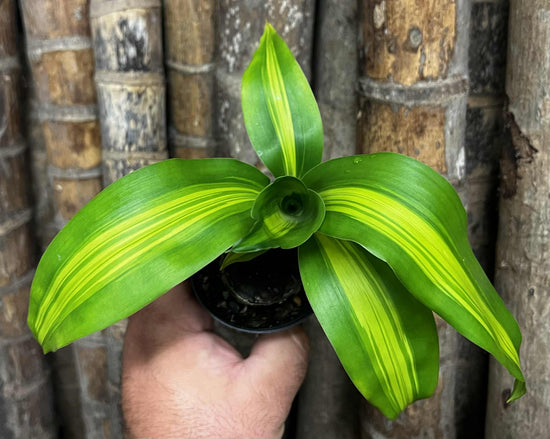 Dracaena &
