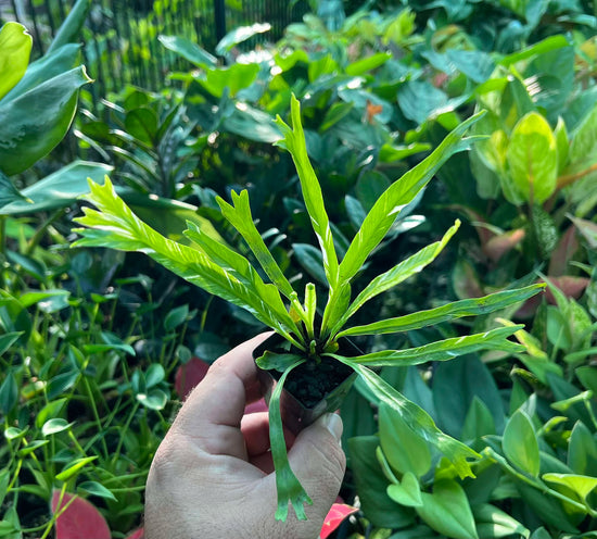 Birdsnest Fern &