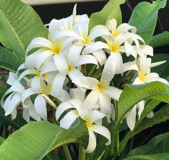 Frangipani &