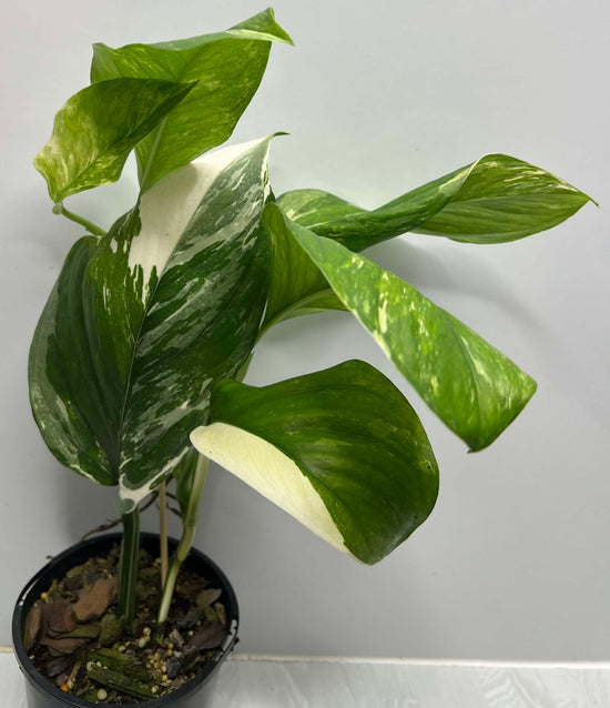 Monstera lechleriana &