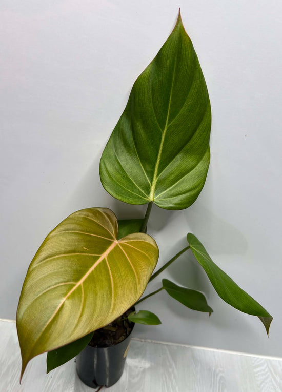 Philodendron &