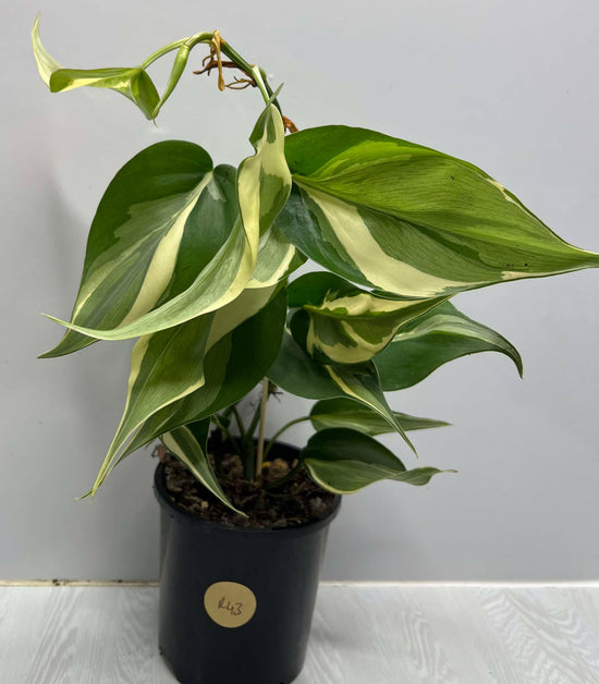 Philodendron &