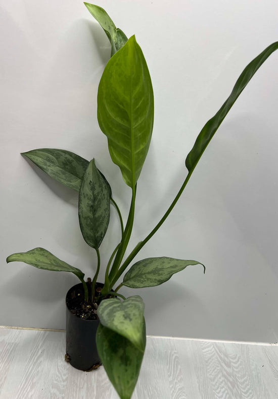 Aglaonema &