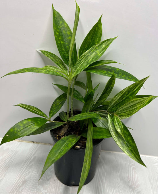 Dracaena Surculosa &