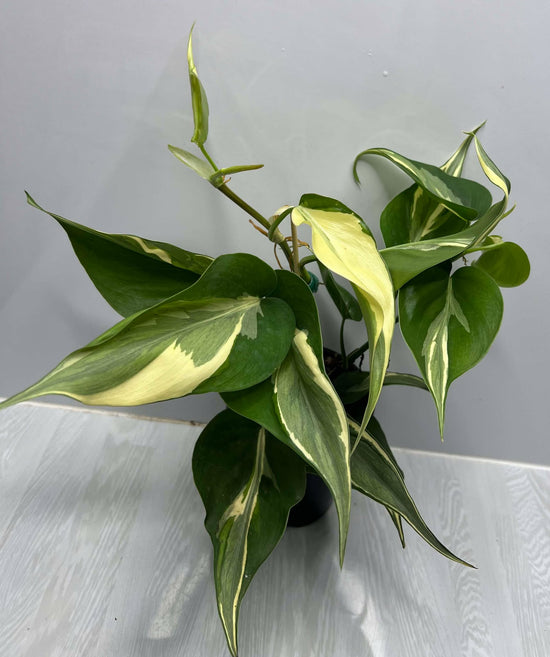 Philodendron &