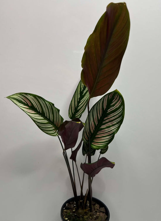 Calathea &