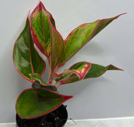 Aglaonema &