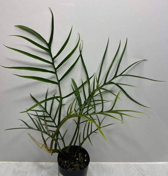 Philodendron &