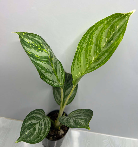 Aglaonema &