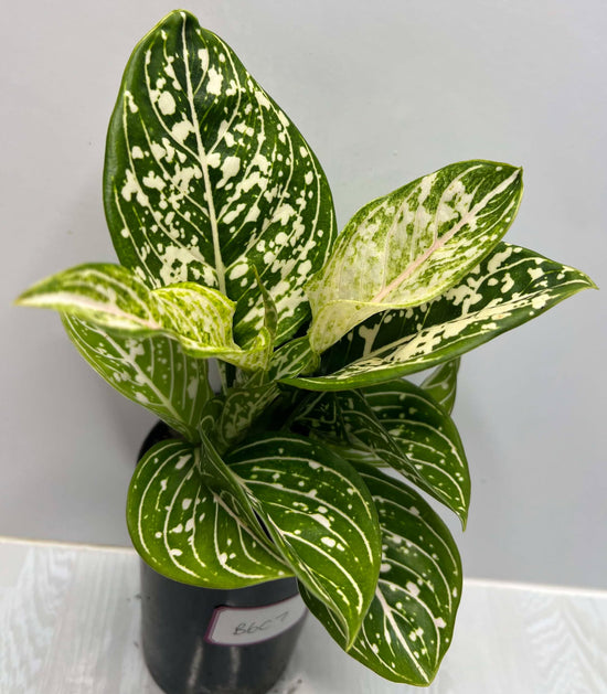 Aglaonema &