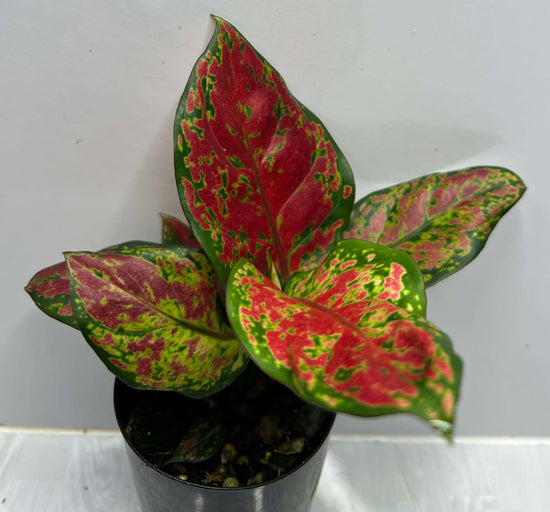 Aglaonema &