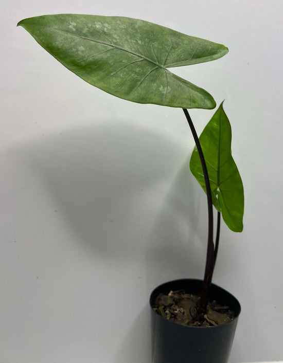 Giant Elephant Ear &