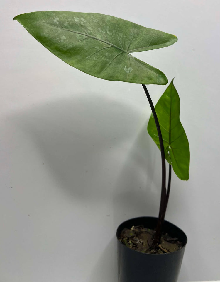 Alocasia, Elephant Ear