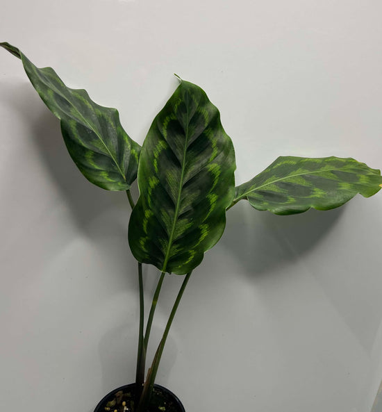 Calathea &