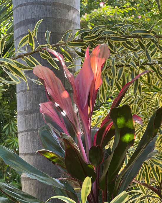 Cordyline &